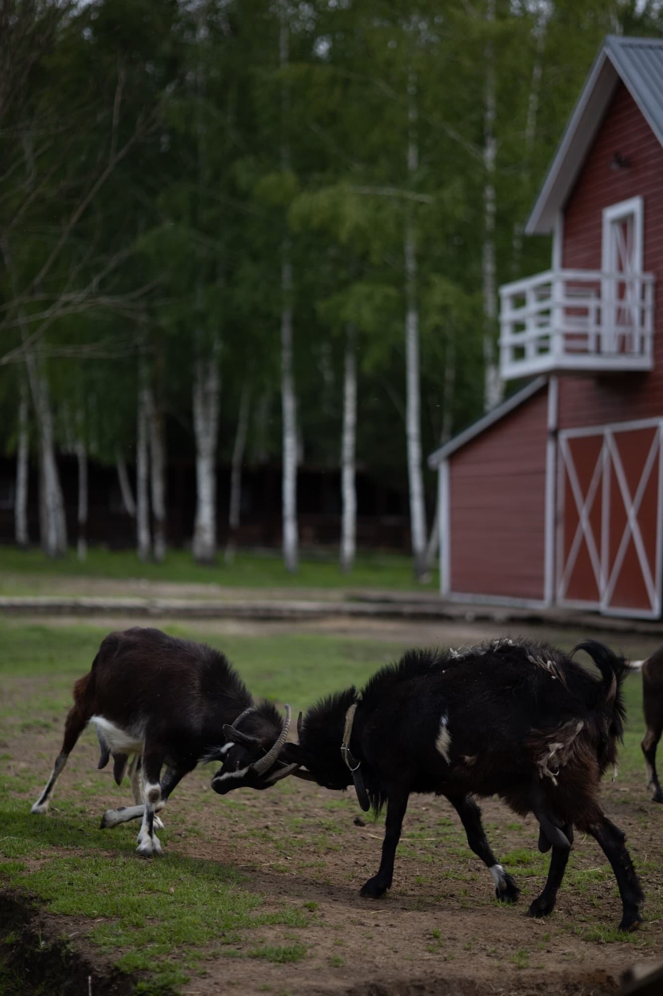 Goats butting heads in a clearing by the red barn