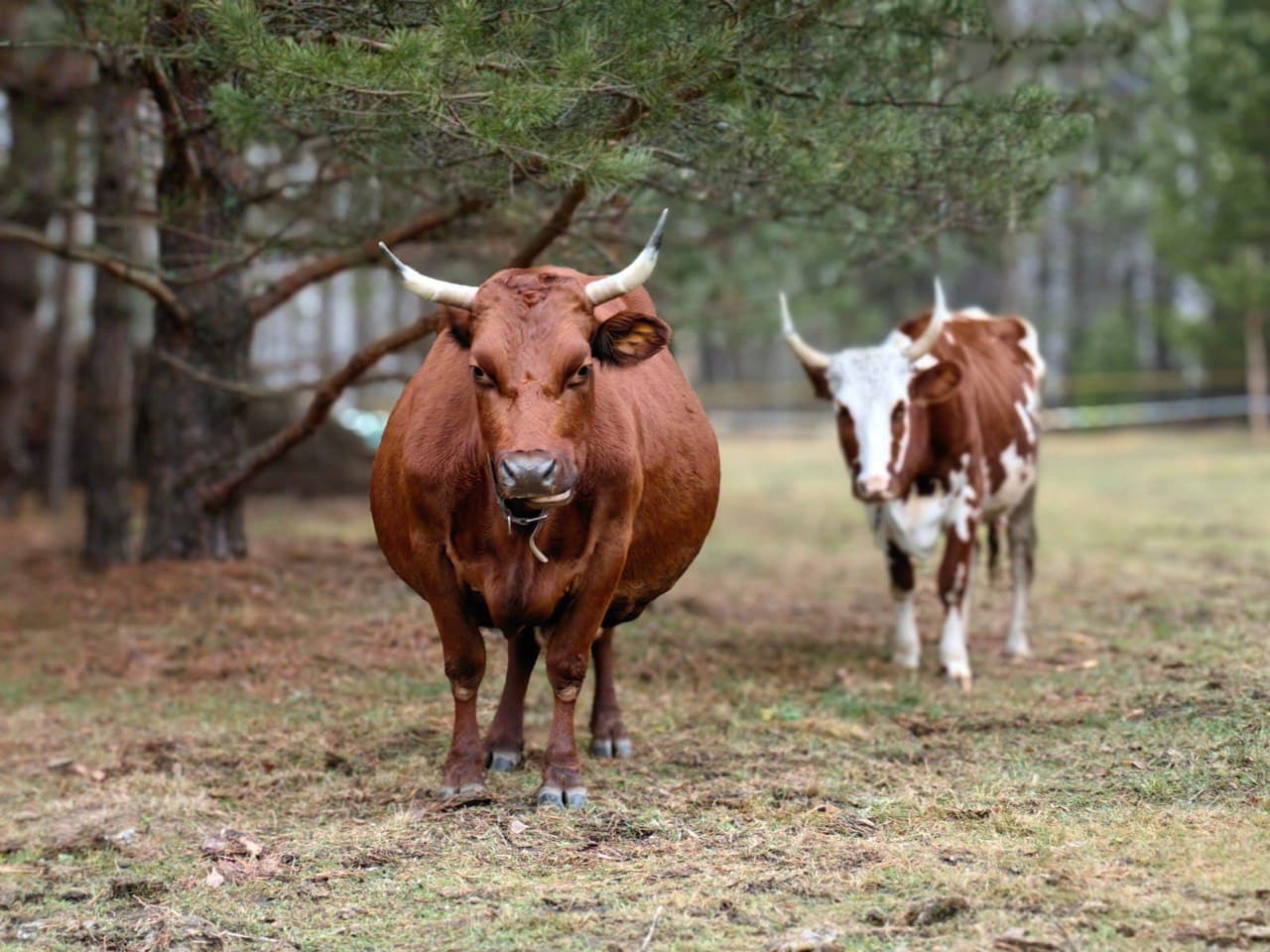 A red cow and a spotted bull calf in a pasture