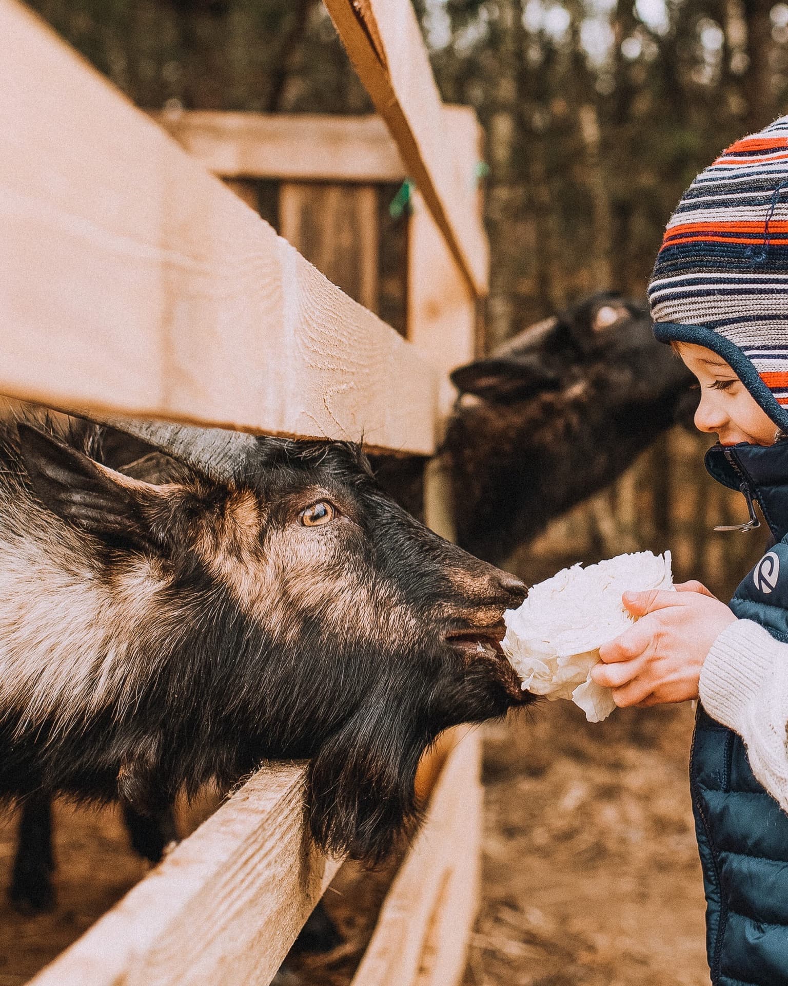 A boy in a woolly hat feeding a goat through the fence