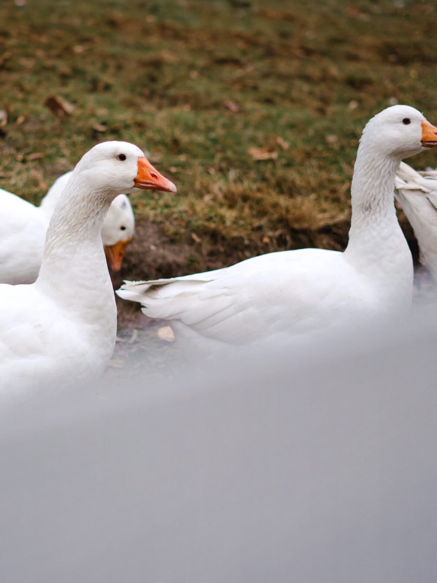 White geese close up