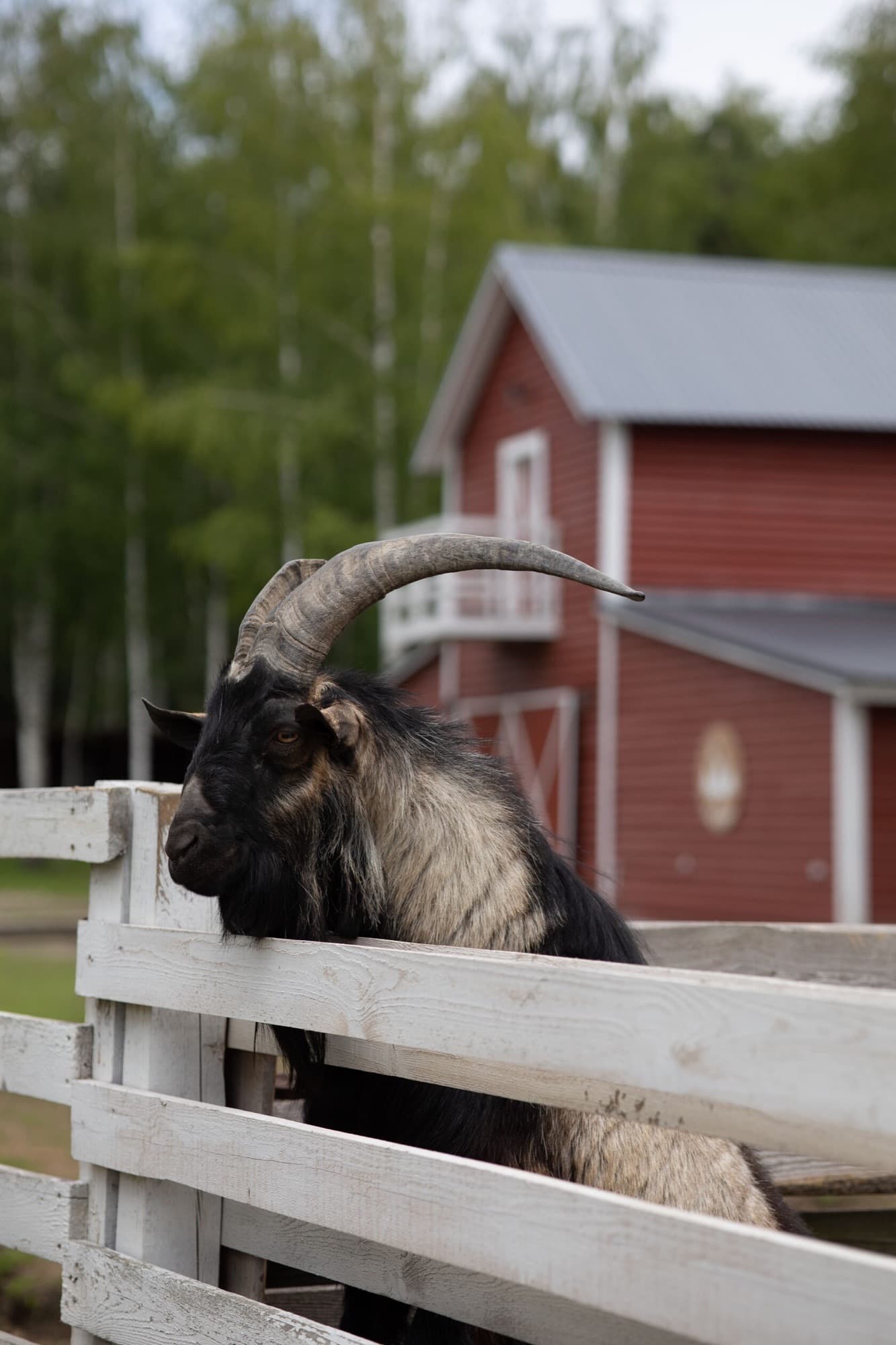 A horned billy goat at a fence with the red barn behind