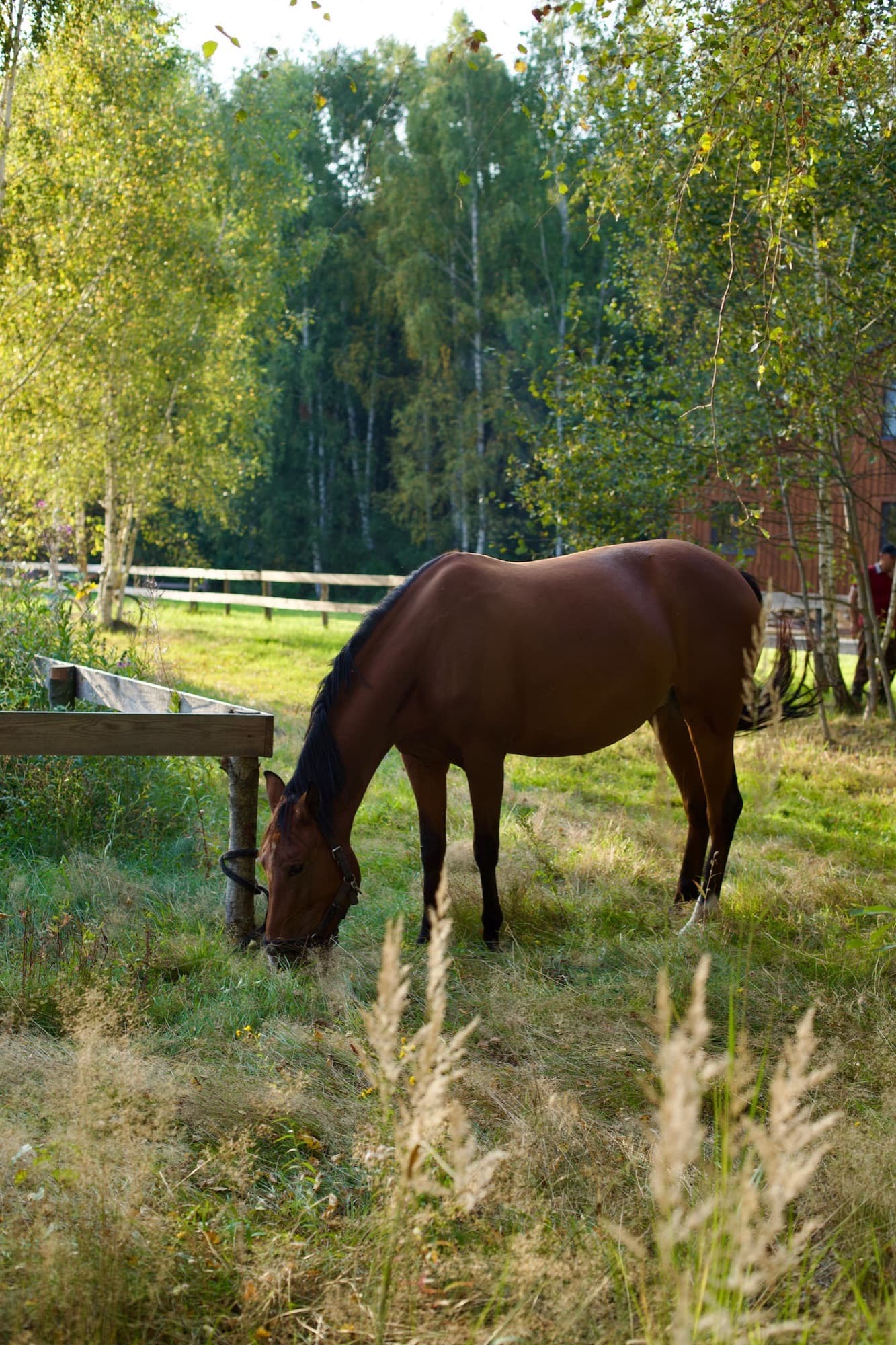 A bay horse grazing in a meadow by the forest