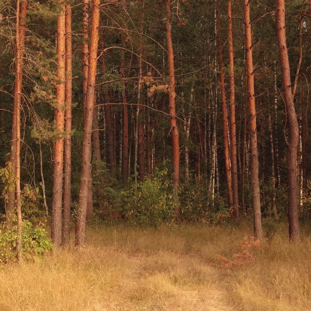 A pine forest with copper‑coloured trunks