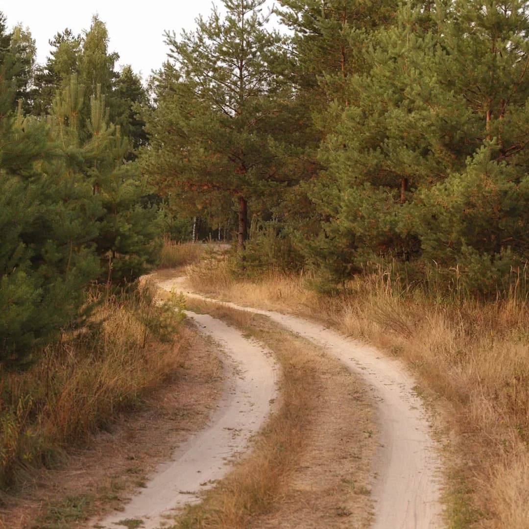 A sandy track winding between the pines