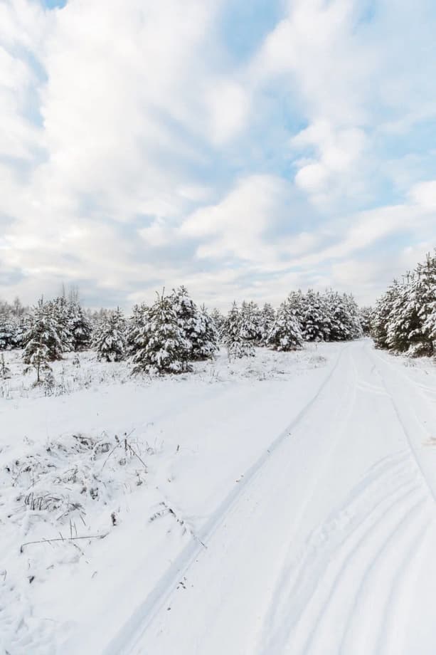 A ski track leading into the snowy forest