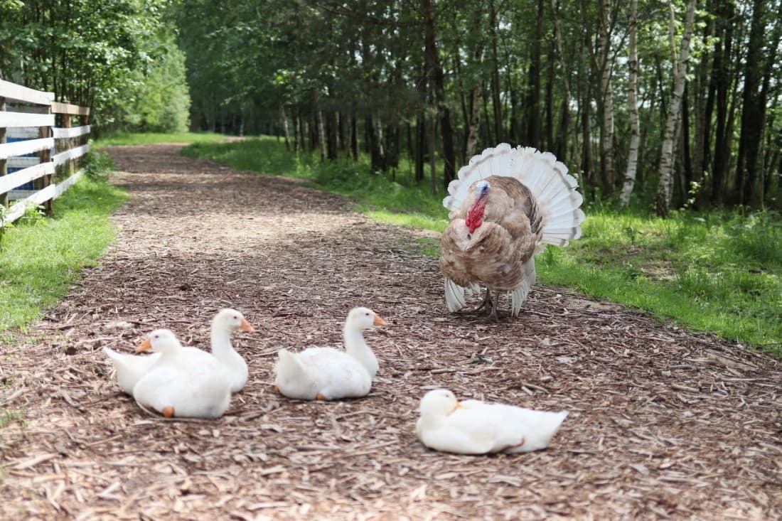 A turkey and ducks on a path by the forest