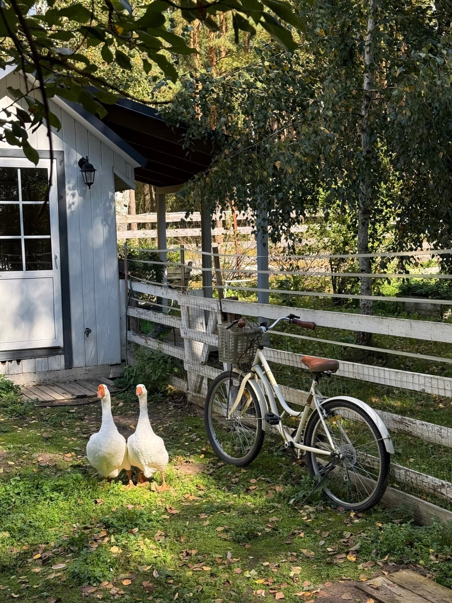 Two geese by a white cottage next to a bicycle