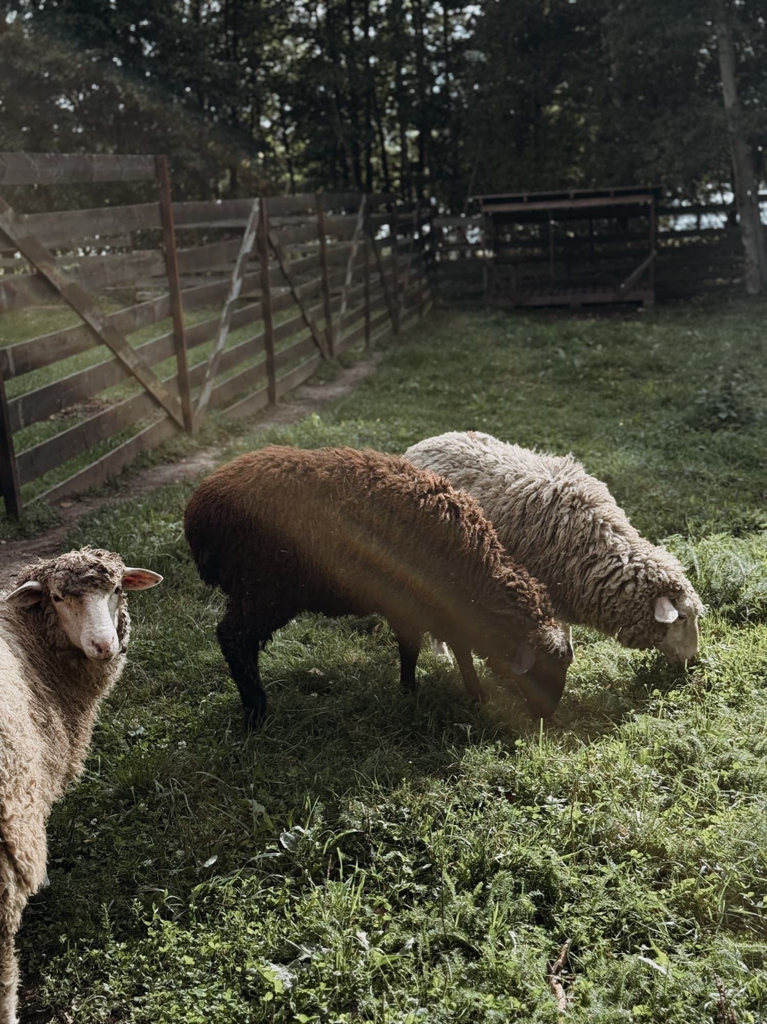 Three sheep grazing by a wooden fence