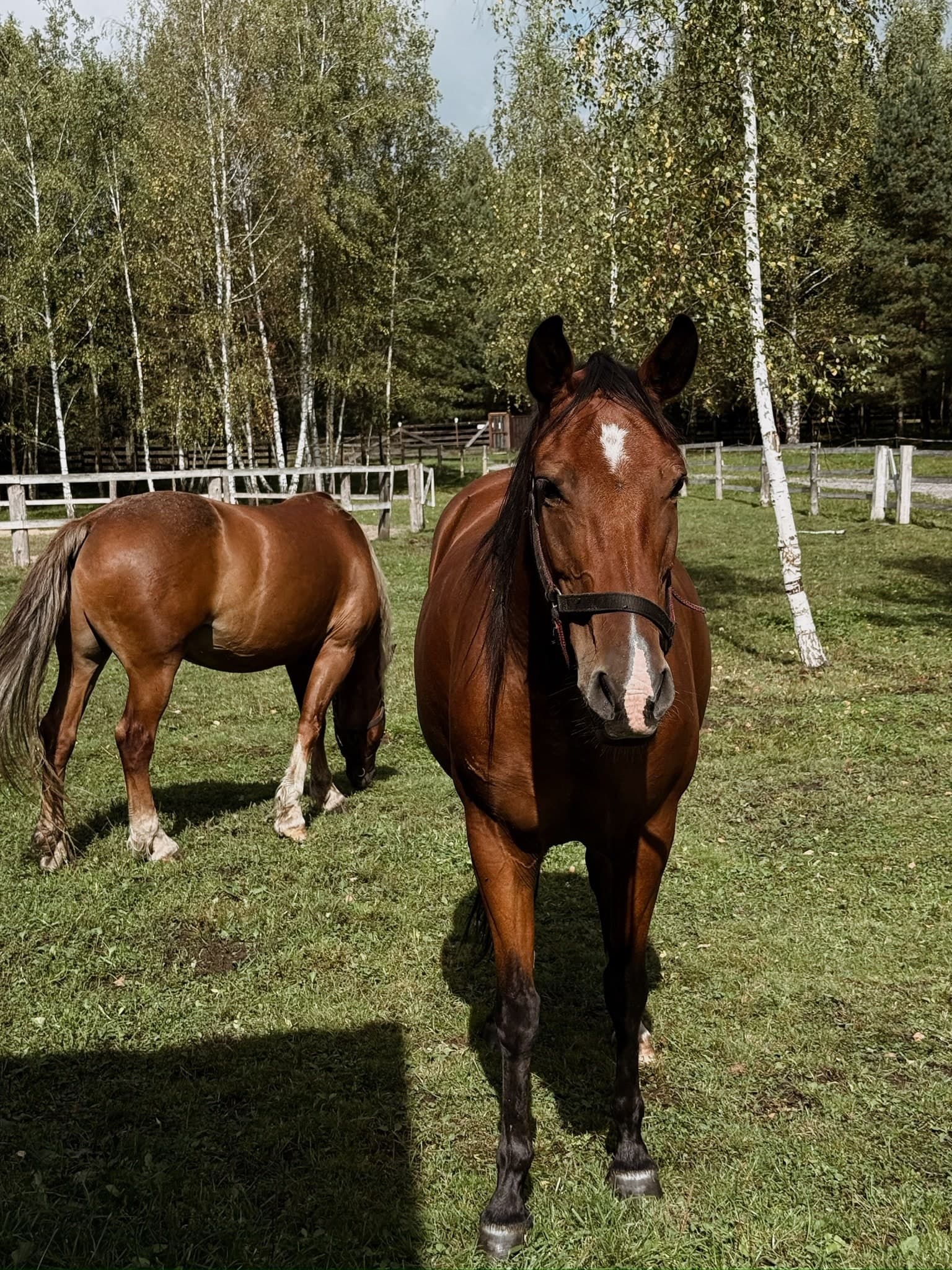 A romantic getaway for two on a real farm