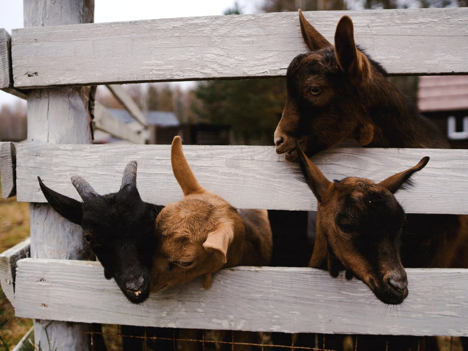 Four goats peeking over a white fence