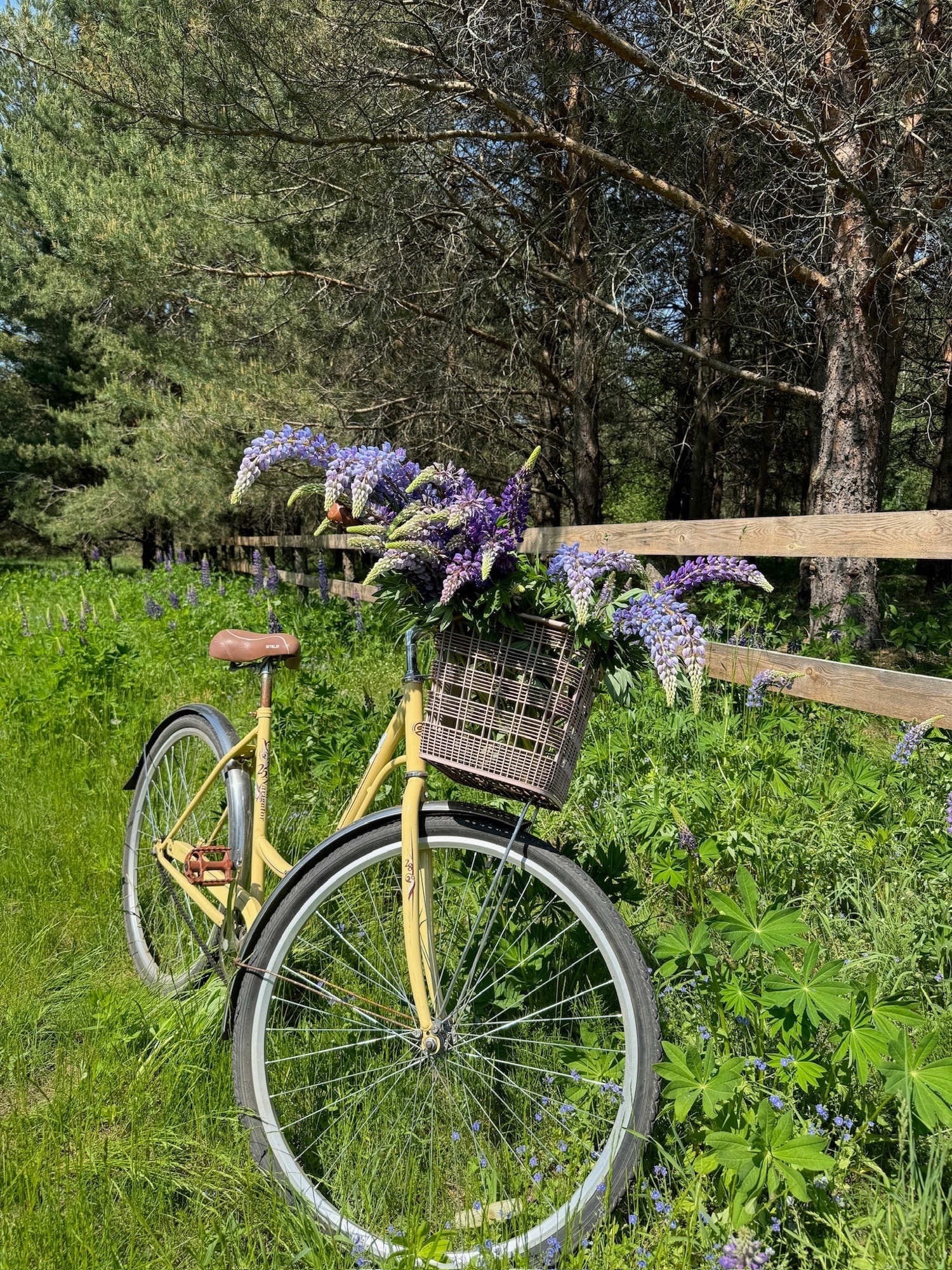 A yellow bike with a basket of lupins by a wooden fence